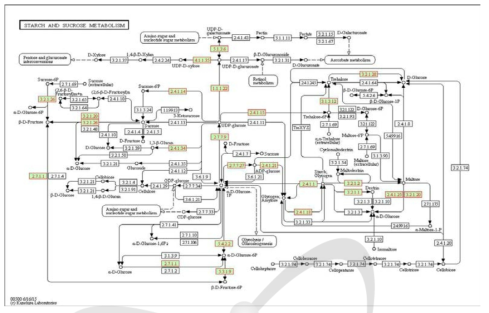 전분생합성 유전자 지도 작성