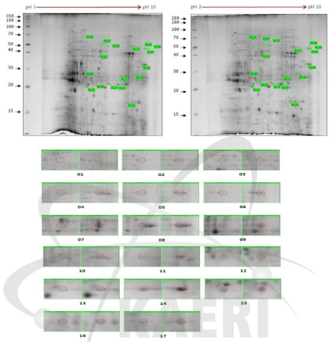 2DE analysis of differential protein expression in cc124 and sm142