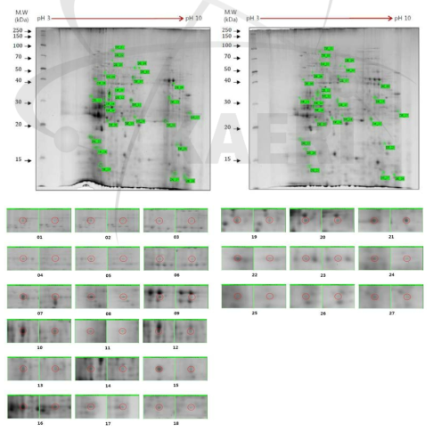 2DE analysis of differential protein expression in cc124 and sm142