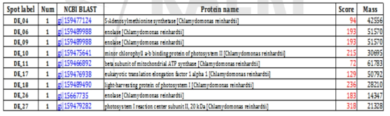 MALDI-TOF and protein identifications