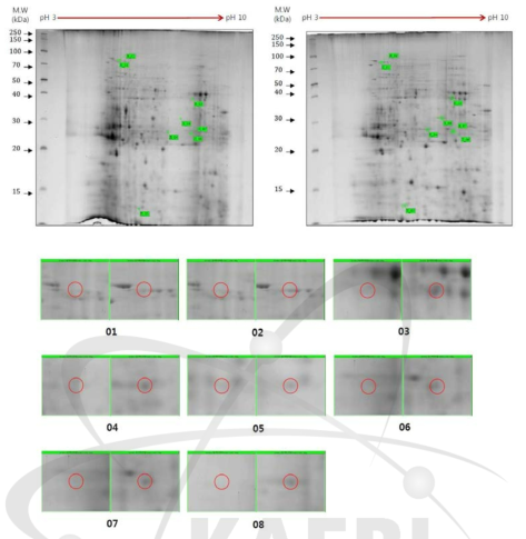 2DE analysis of differential protein expression in cc124 and sm142