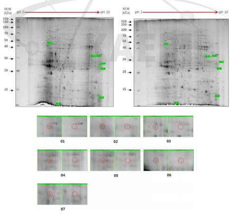 2DE analysis of differential protein expression in cc124 and sm142