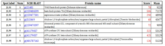 MALDI-TOF and protein identifications