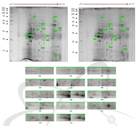 2DE analysis of differential protein expression in cc124 and sm162