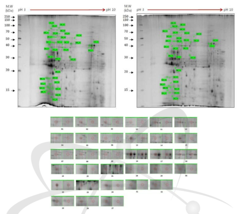 2DE analysis of differential protein expression in cc124 and sm162