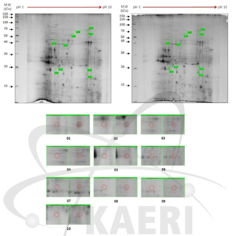 2DE analysis of differential protein expression in cc124 and sm162