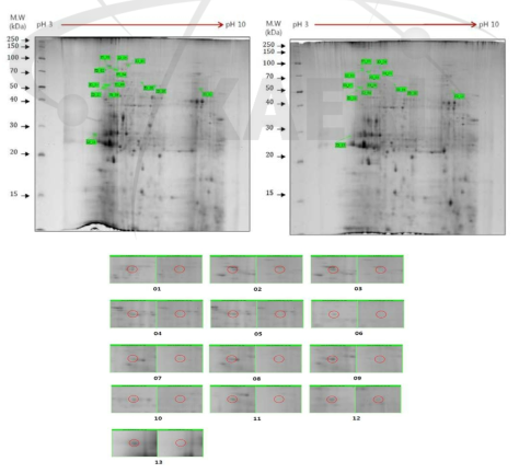 2DE analysis of differential protein expression in cc124 and sm162