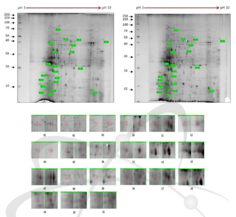 2DE analysis of differential protein expression in cc124 and sm181