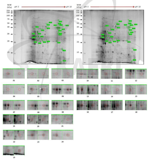 2DE analysis of differential protein expression in cc124 and sm181