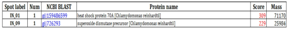 MALDI-TOF and protein identifications