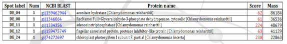 MALDI-TOF and protein identifications