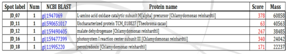 MALDI-TOF and protein identifications