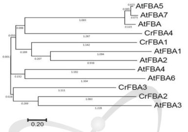 Phylogenetic analysis of FBA genes form Arabidopsis thatiana and Chlamydomonas reinhadtii. The numbers for the interior branches indicate the bootstrap values