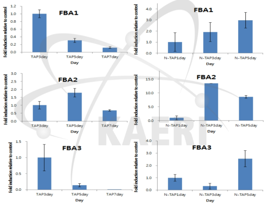 Expression levels of FBA genes under grown in TAP and N-TAP media