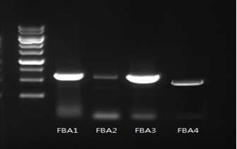 FBA gene cloning from C. reinhardtii