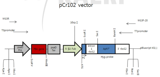 Construction of the expression vector pCr102