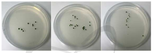 Selection of transgenic line in TAP media containing hygromycin