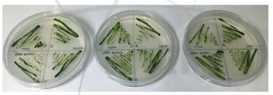 Transgenic line under grown in TAP agar medium