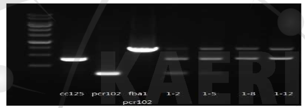 Conformation the transformant was used for the PCR amplification