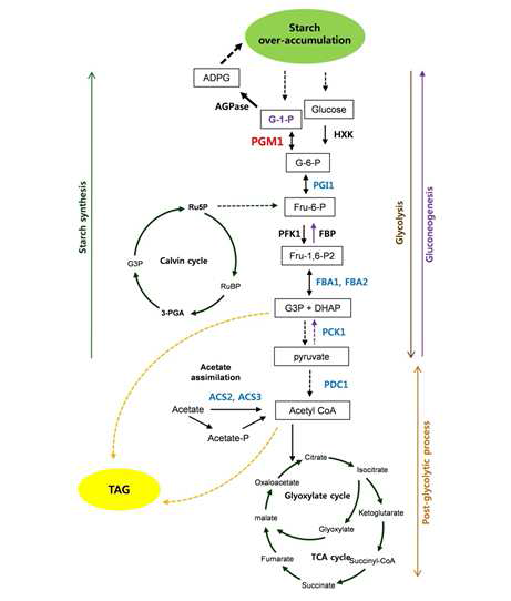 Scheme of starch over-accumulation in C. reinhardtii high-starch mutants