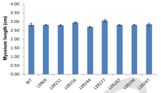 Mycelial length of mutants on PDA