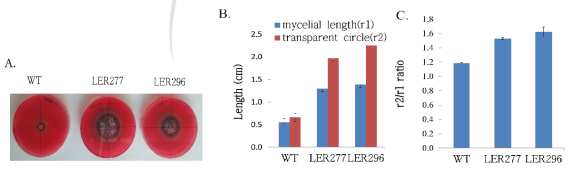 Cellulase activity with Congo red staining in WT, LER277, and LER299