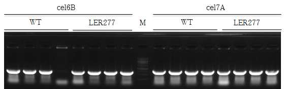 Colony PCR of cel6B and cel7A in pCR™G야생형OPO® vector