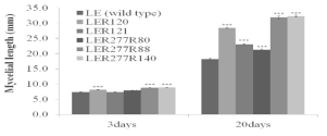 Mycelial length of wild type and mutants in 1% CMC agar plate. Data indicates mean ± SD of 20 replicates. (***; p<0.001)