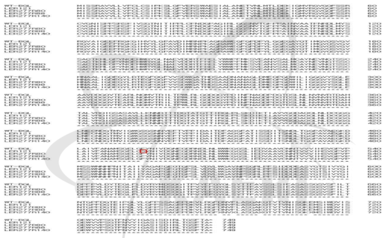 Amino acid Sequence of β-glucosidase in wild type, LER121, LER277R80, LER277R88 and LER277R140