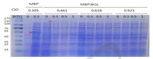 Expression of MBP::BGL protein in E.coli BL21 (DE3)