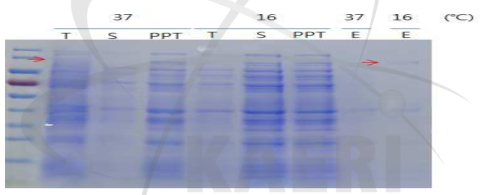 Solubility of MBP::BGL protein in E.coli BL21 (DE3)