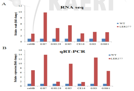 Transcriptional expression of cellulase genes of 야생형 and LER277 grown on 1% CMC agar