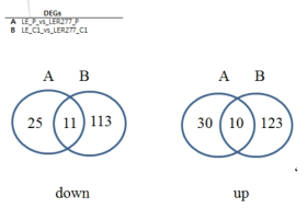 Differentially expressed genes of wild type (LE) and LER277 in PDA (P) and 1% CMC (C1) media