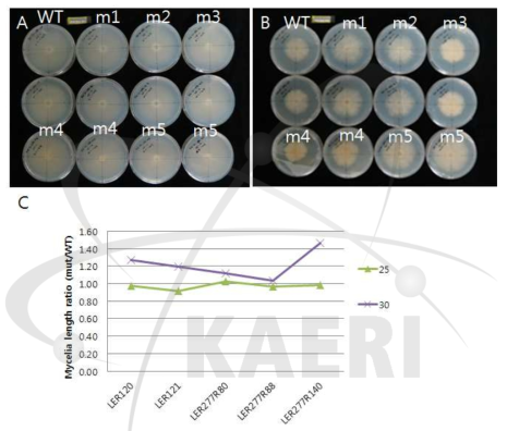 Mycelia growth of the wild type and cellulase activity enhanced mutants at 25 ℃ and 30 ℃