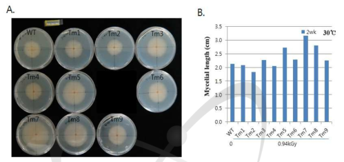 1st screening of high temperature tolerance mutants by gamma ray radiation at 25 ℃ and 30 ℃