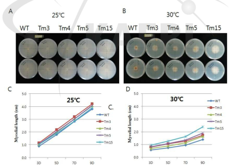 Mycelia growth of high temperature tolerance mutants by gamma ray radiation at at 25 ℃ and 30 ℃