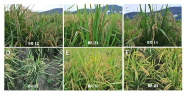Unique phenotypes of BR rice population. A, semi-dwarf ; B, different seed color; C, long culm; D, stripe leaf; E, yellow leaf; F, extremely dwarf plant