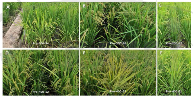 Unique phenotypes of proton-irradiated M2 rice population. A, early heading; B, stripe leaf; C, narrow leaf; D, dwarf; E, yellow leaf; F, pale green leaf