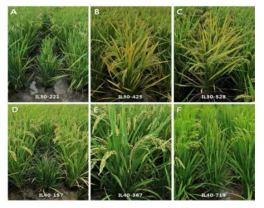 Unique phenotypes of ion-beam-irradiated M2 rice population. A, dwarf; B,yellow leaf; C, pale green leaf; D, high tillering and dwarf; E, stripe leaf; F, narrow leaf