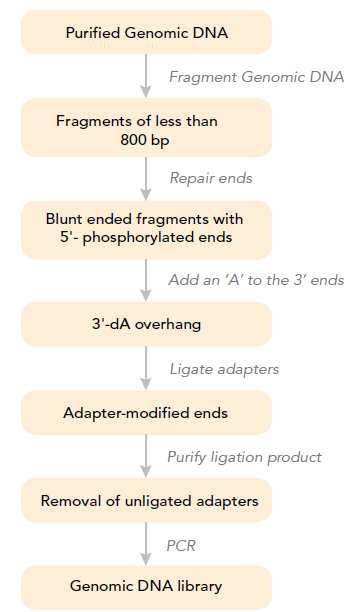 Construction process of DNA library for whole genome resequencing