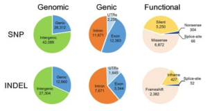 Annotation summary of SNPs and INDELs detected in the 100 rice mutant lines based on genomic locations