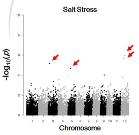 Genome-wide association analysis of salt stress in the 100 rice mutant lines