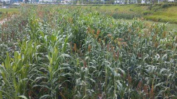 Profile of sorghum farm