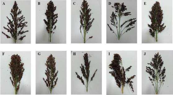 Whole grain profile of sorghum cultivars