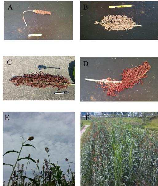 Profile of sorghum mutant line. A: Goose neck, B: Head shape and color (white) change C: High seed yield (high biomass), D: Seed color change (Red), E: High biomass, F: Heading date delayed (high biomass)