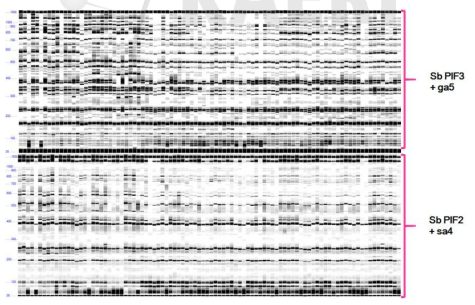 Profile of TE-TRAP whole population