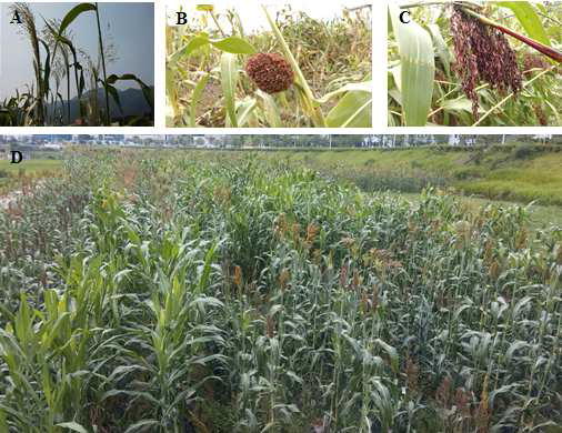 Profile of panicle shape and cultivation. A: Broom, B: Gooseneck, C: Oblong