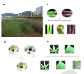 Morphological profile of kenaf cross line. A: Breeding farm, B: Stem color, Flower color, D: leaf shape