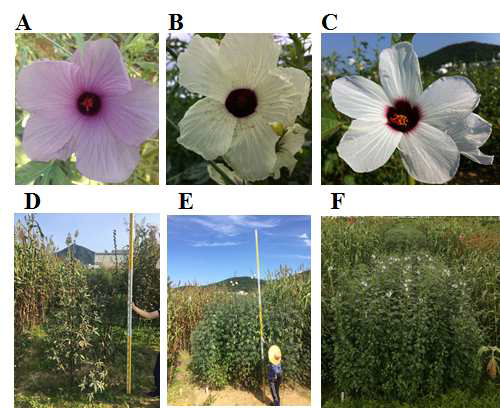 Profile of selected kenaf lines. A:Bora, B: Jangdae, C: Baekma, D: Jeokbong, E: Jangdae×Jeokbong, F: Jangdae×Baekma
