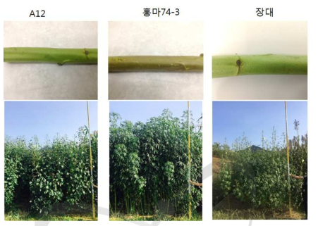 Comparison of stem and plant height in kenaf ‘A12’(A) and commercial cultivar (Hongma74-3 and Jangdae)